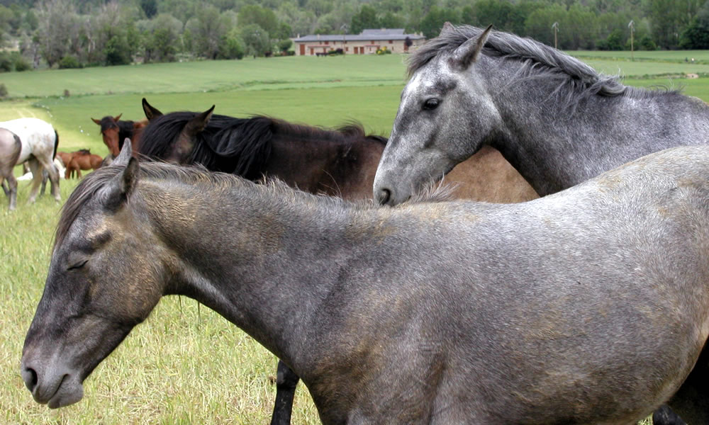 Conceptos sobre psicología y comportamiento del caballo