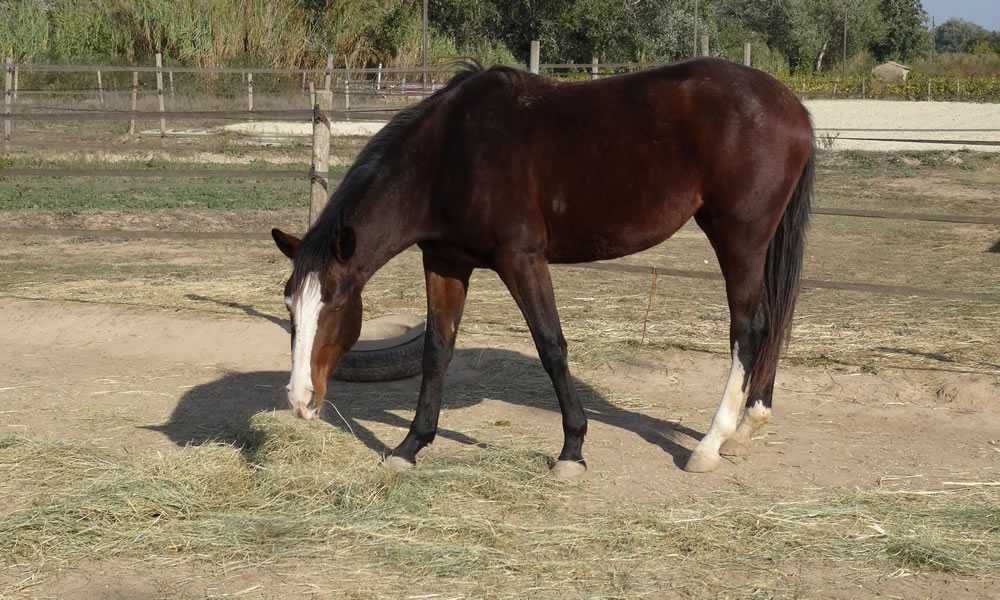 Conceptos sobre alimentación