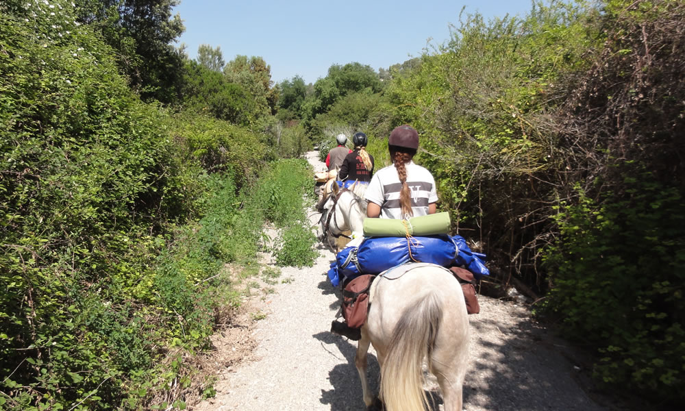 Conceptos sobre el entrenamiento del caballo de ruta