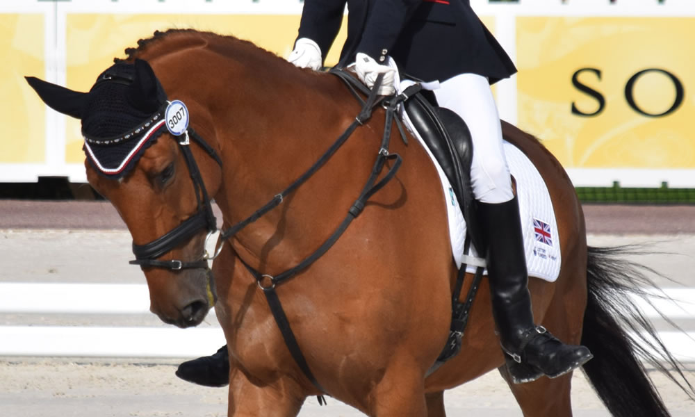Entrenamiento paraecuestre