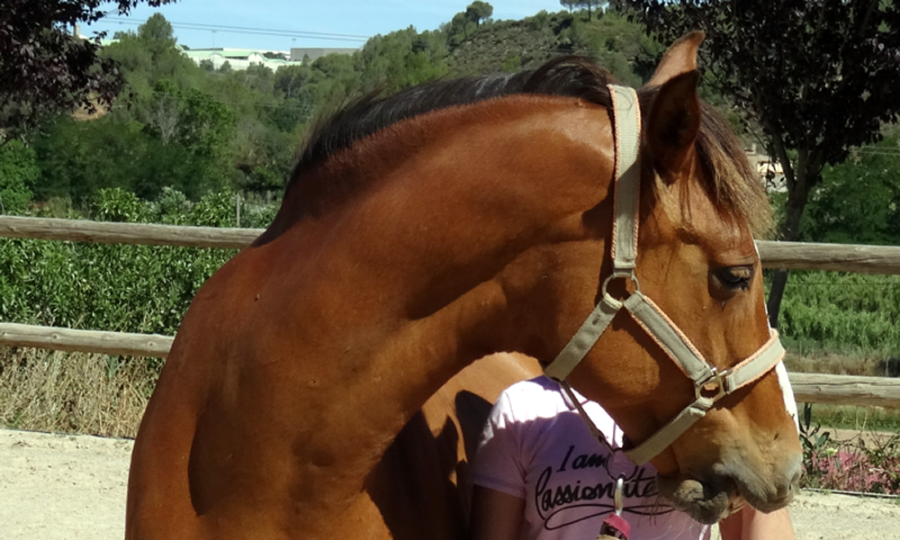 La asimetría del caballo