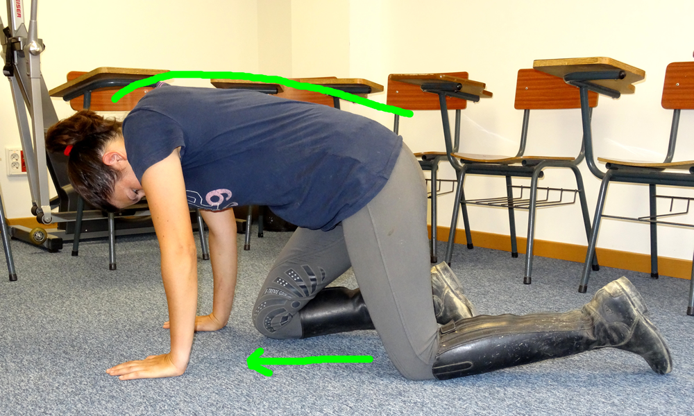 La posición de la cabeza y la flexión del cuello del caballo