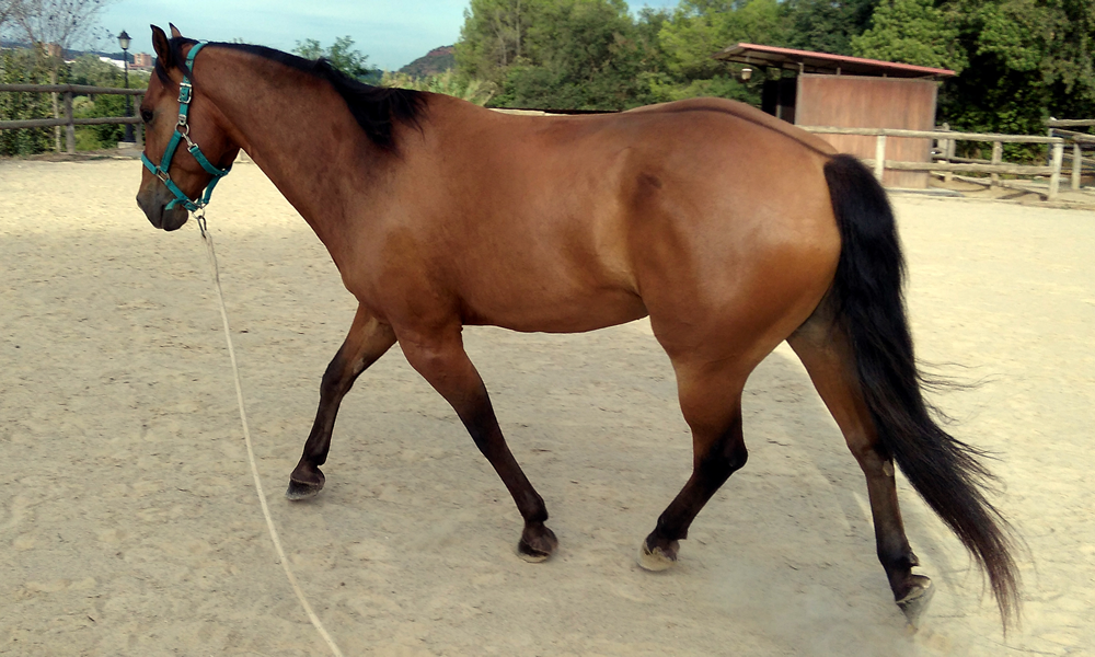 El trabajo a la cuerda, una forma divertida de comunicarnos con nuestro caballo