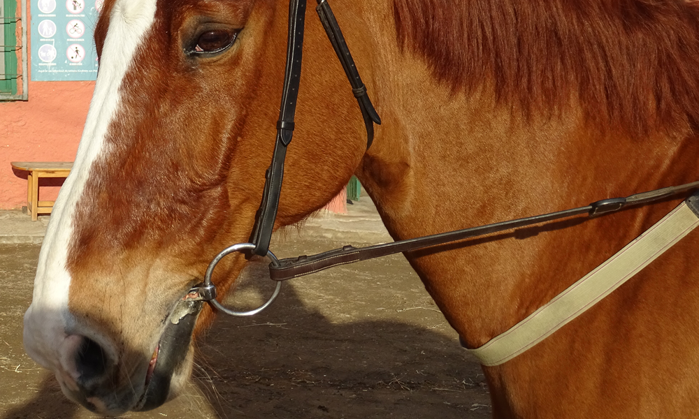 Filetes, bocados, muserolas y cierrabocas