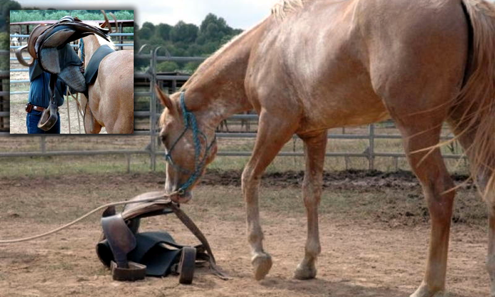 Condicionamiento clásico