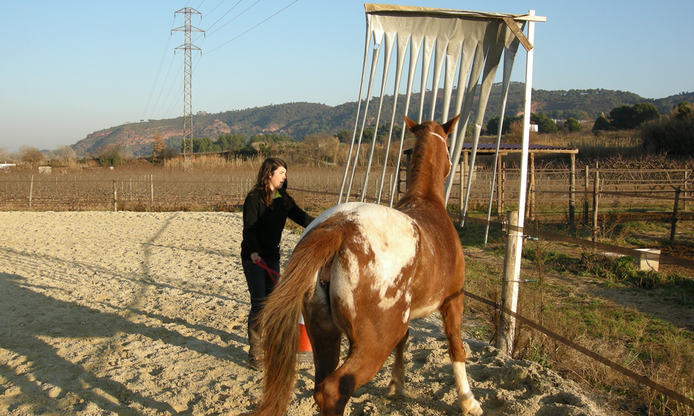 Condicionamiento instrumental