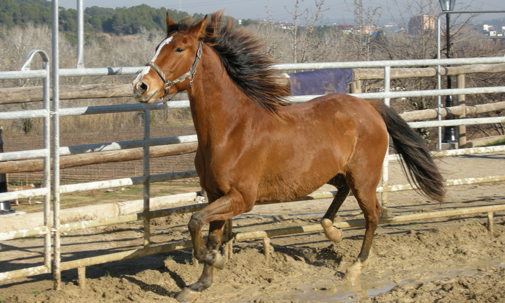 La personalidad en los caballos