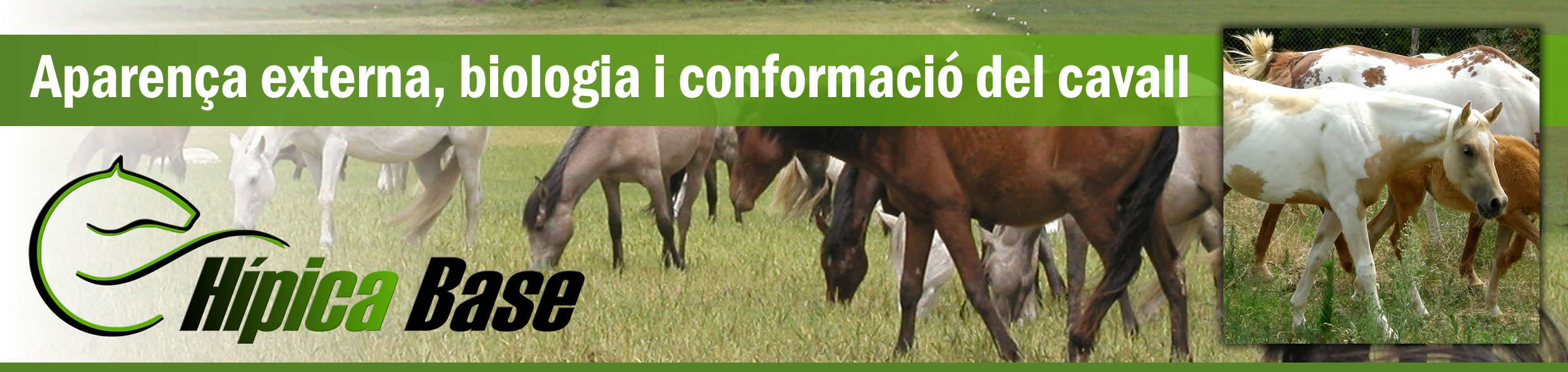 Aparenca externa, biologia i conformacio del cavall