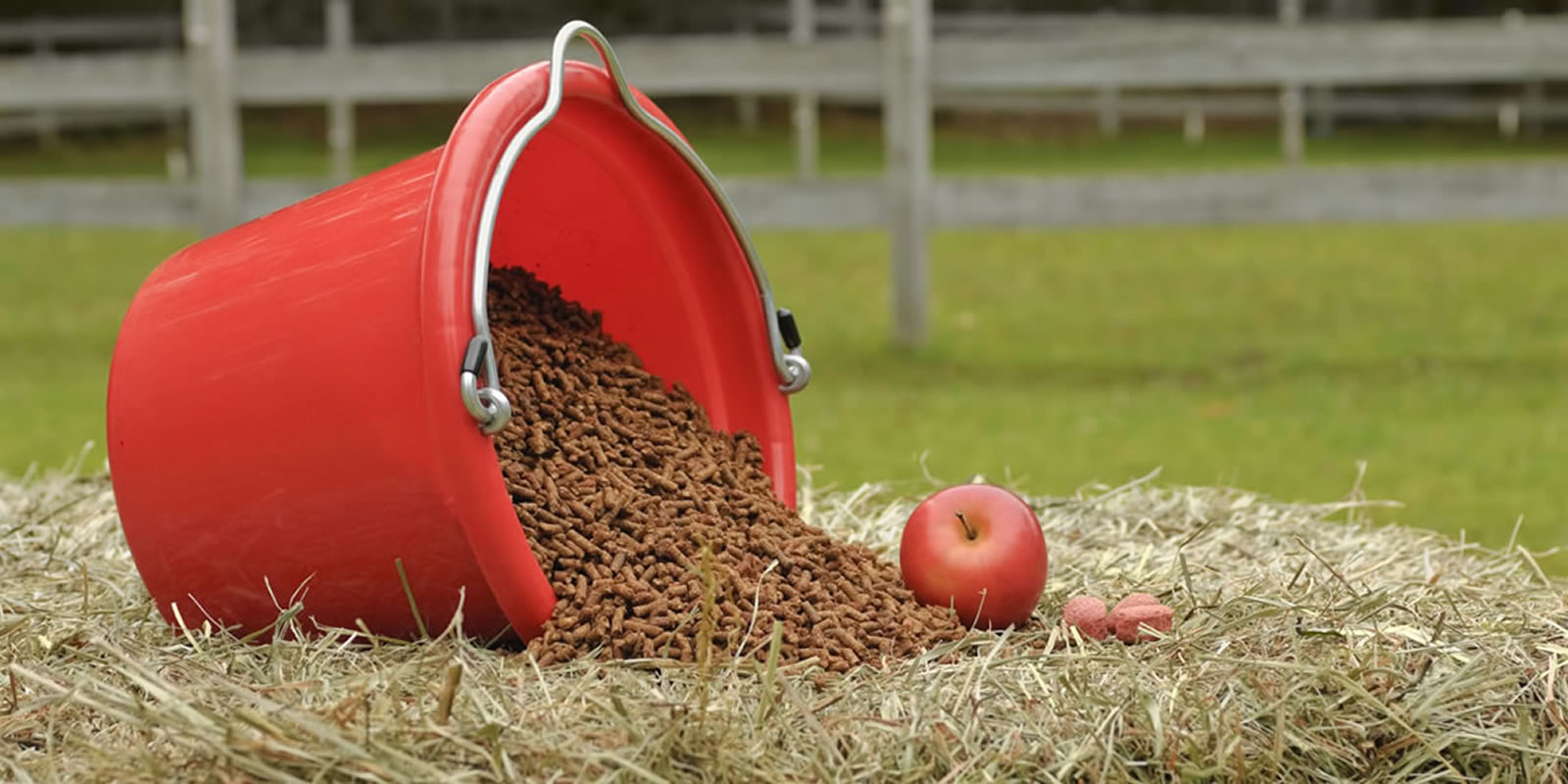 Alimentació i nutrició del cavall