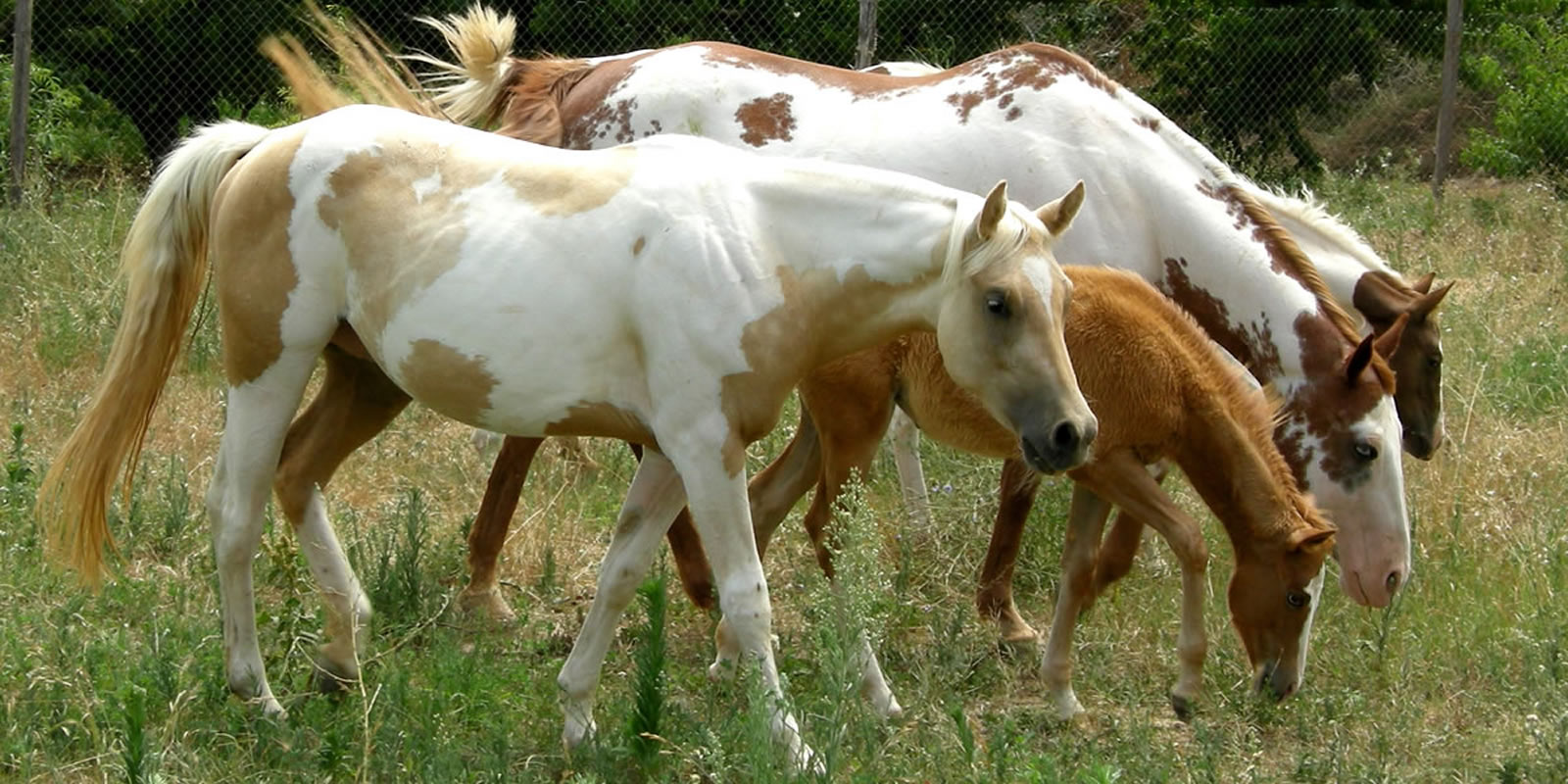 Aparença externa, biologia i conformació del cavall