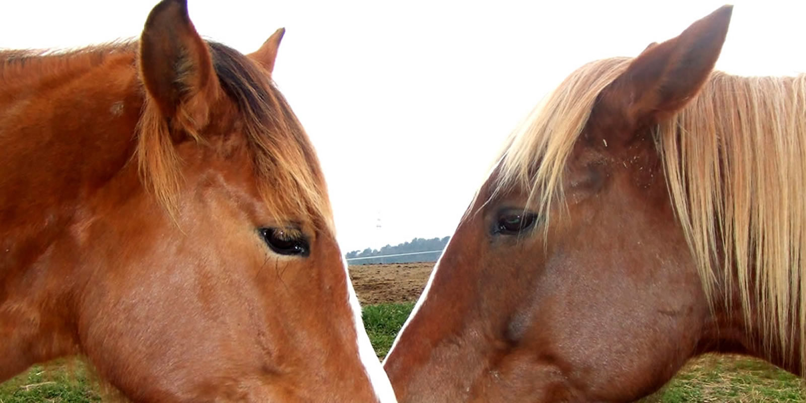 Psicologia i comportament del cavall