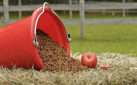 Alimentació i nutrició del cavall