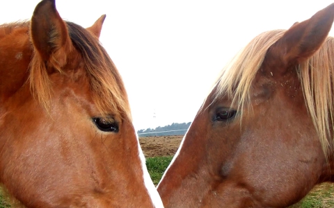 Psicologia i comportament del cavall